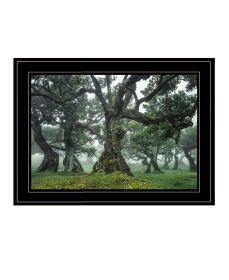 "Enchanted Forest I" by Martin Podt, Ready to Hang Framed Print, Black Frame (Color: as Pic)